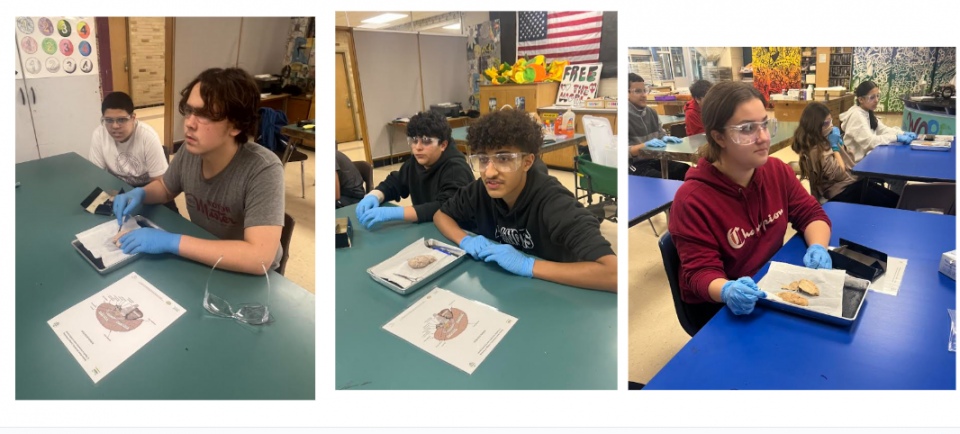 Stout Students Dissect Sheep Brains to Learn About Anatomy in STEM Class