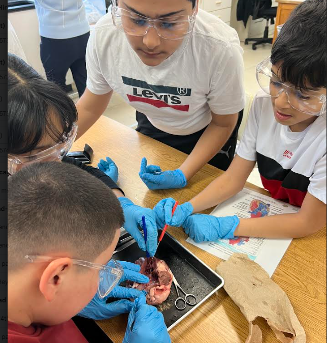 Sheep Heart Dissection in the Stout STEM Program